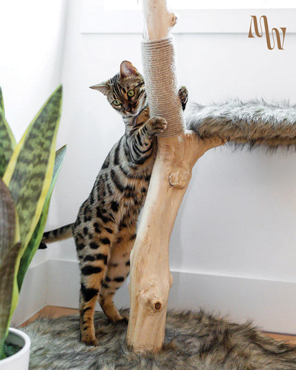 Branch & Basket Cat Tree | 1 Basket