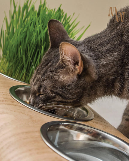 ErgoBowl Station for Pets