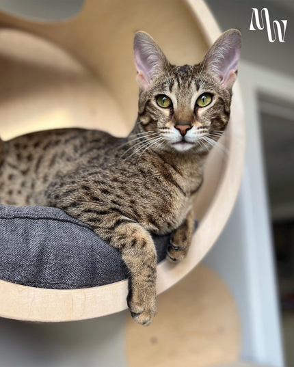 Minimalist Circular Cat Wall Furniture